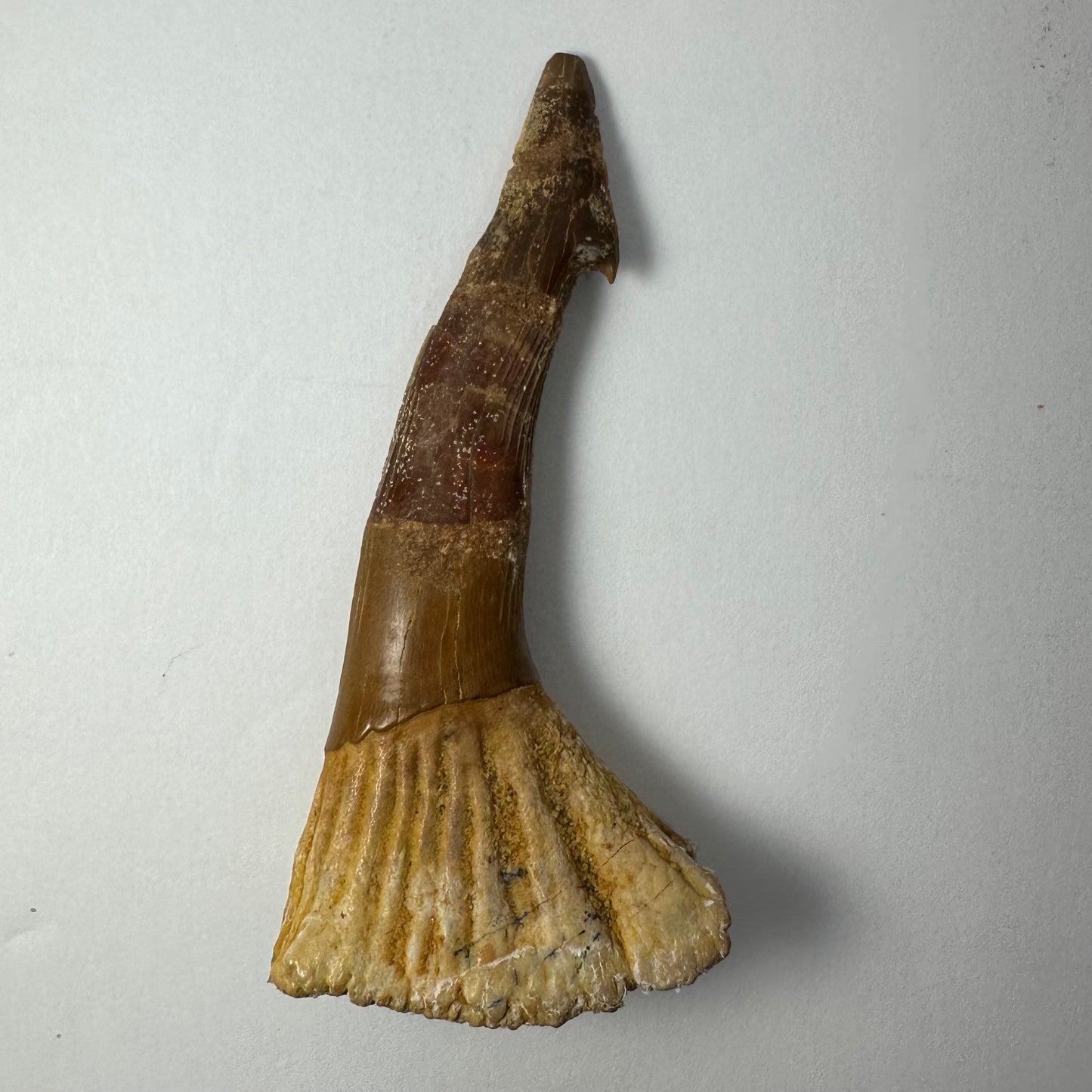 Onchopristis Blade (LG) from Morocco