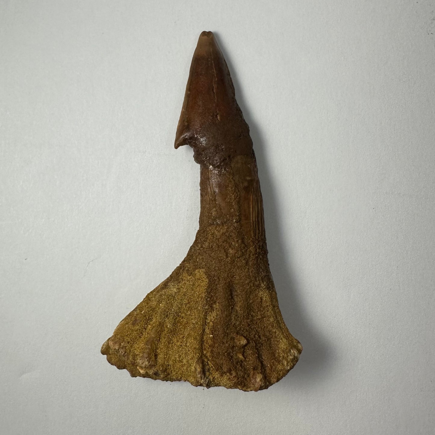 Onchopristis Blade (LG) from Morocco