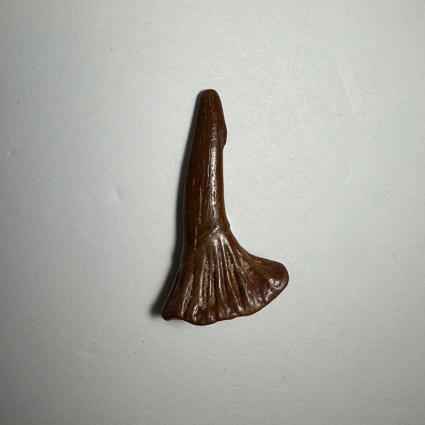 Onchopristis Blade (SM) from Morocco