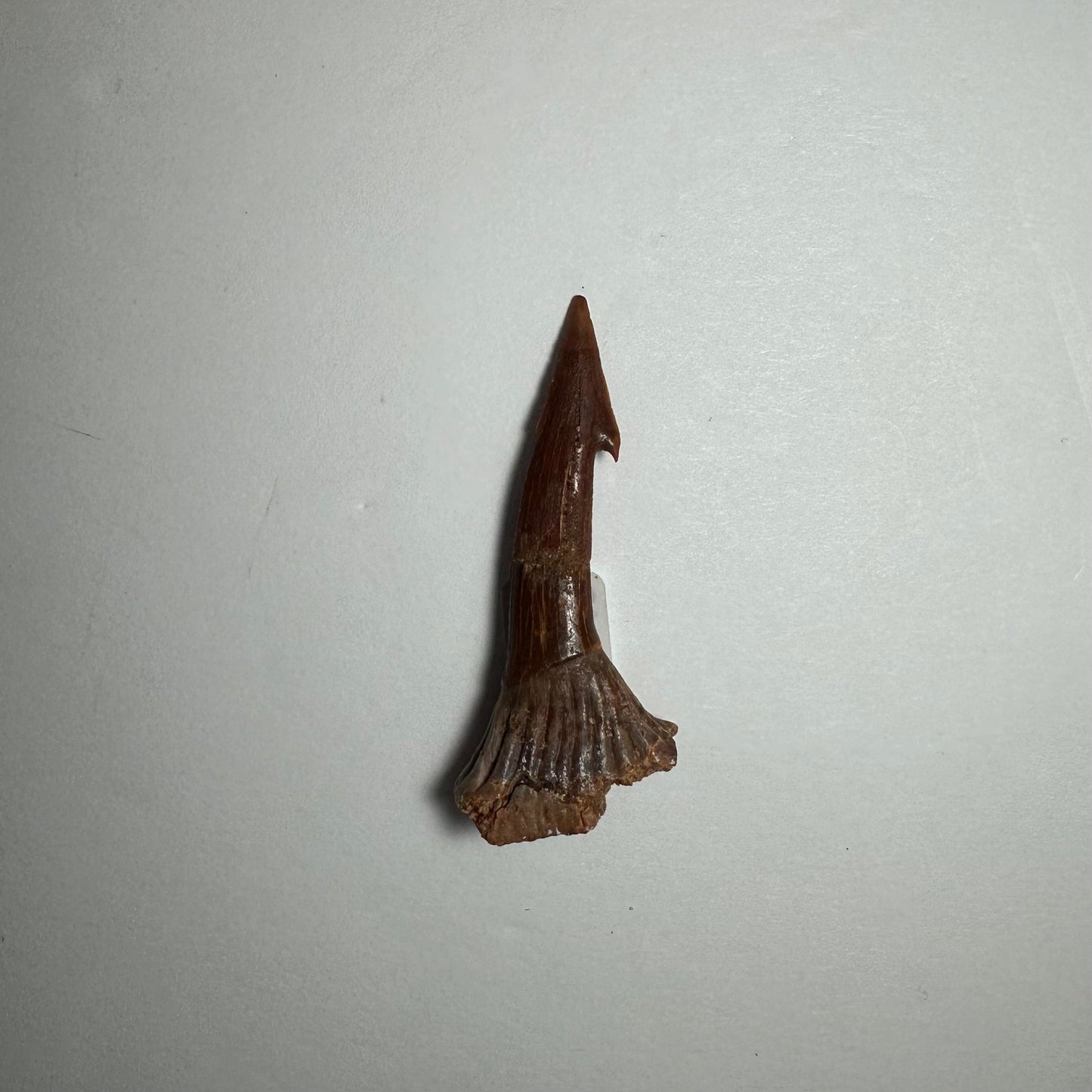 Onchopristis Blade (SM) from Morocco
