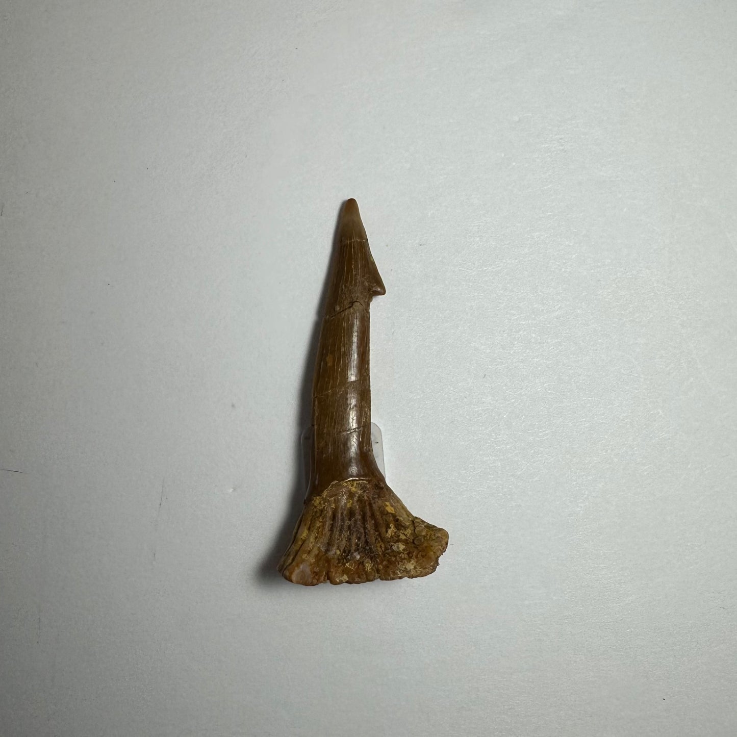 Onchopristis Blade (SM) from Morocco