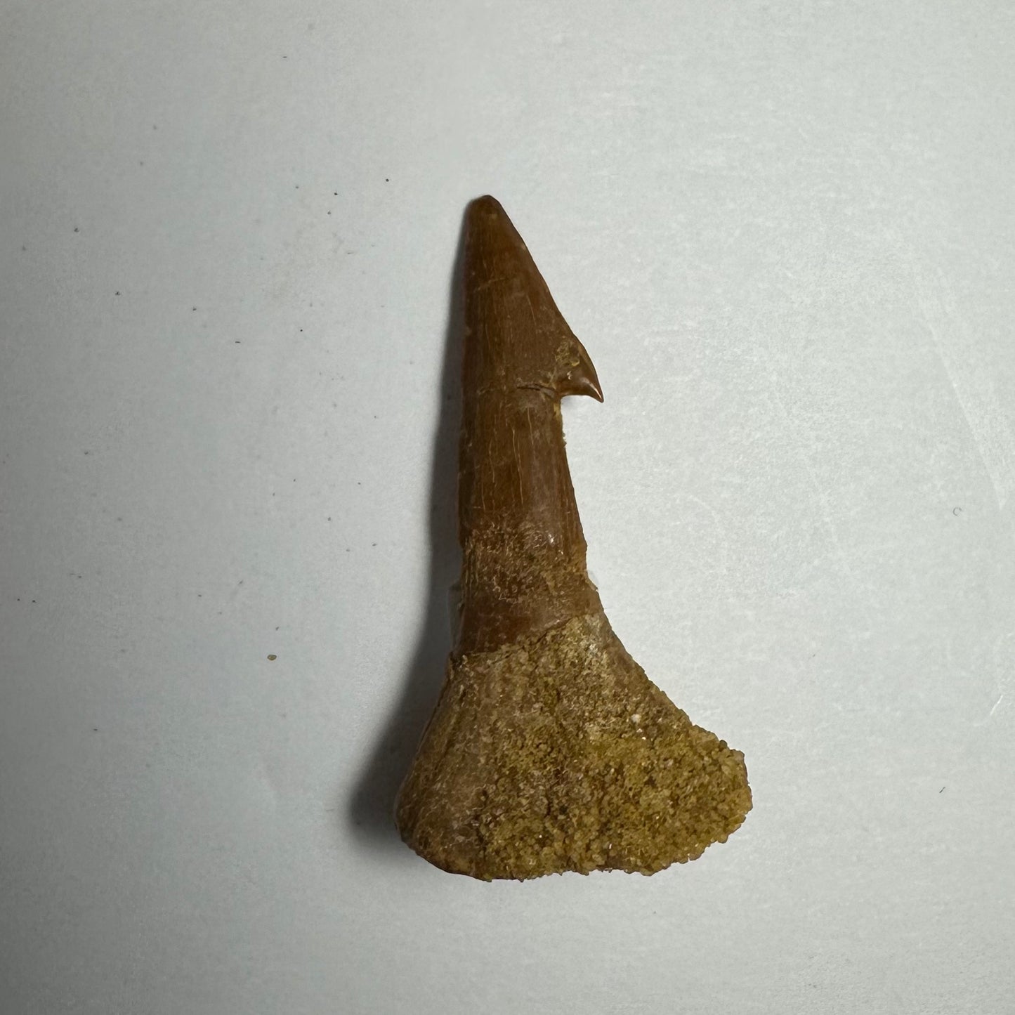 Onchopristis Blade (SM) from Morocco