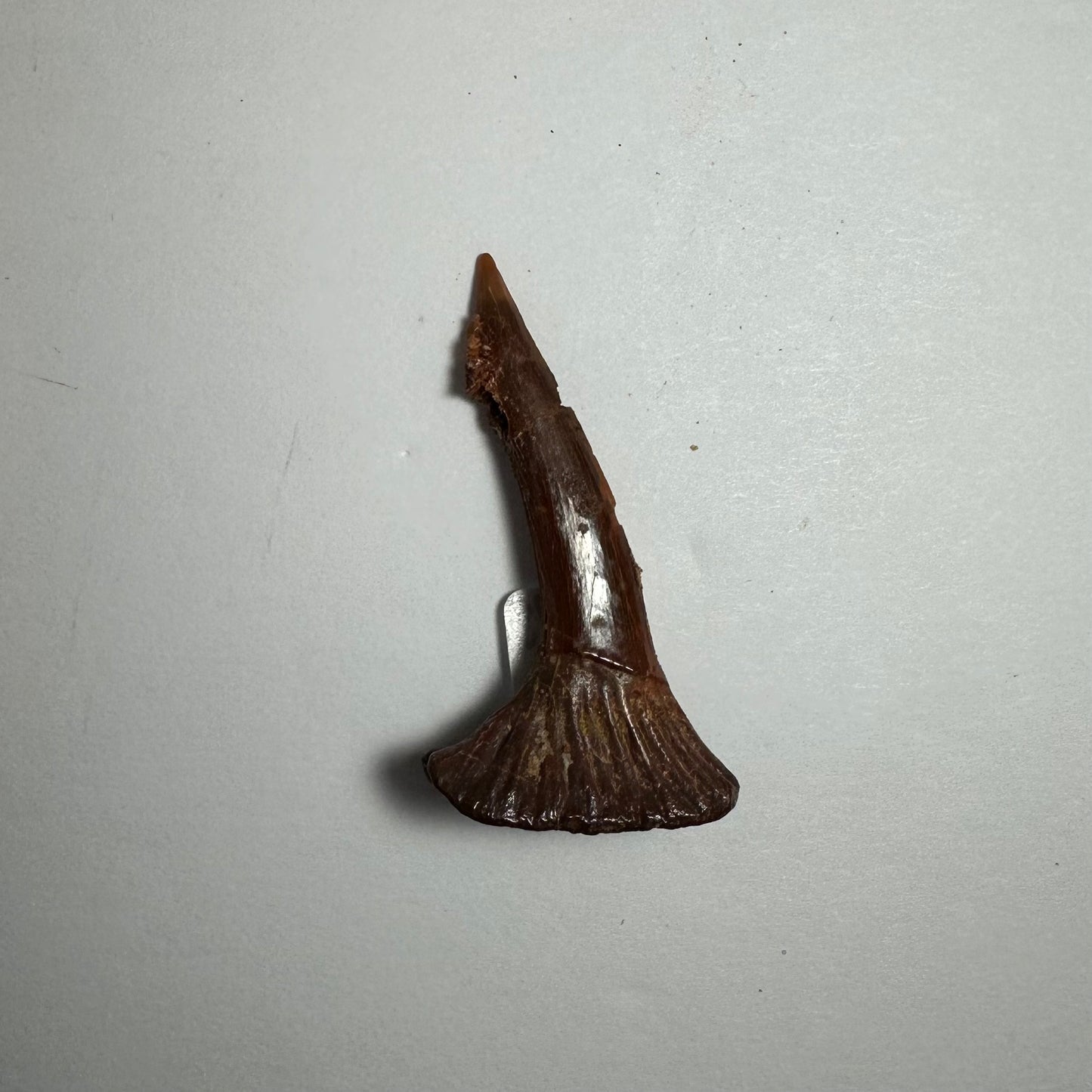 Onchopristis Blade (SM) from Morocco