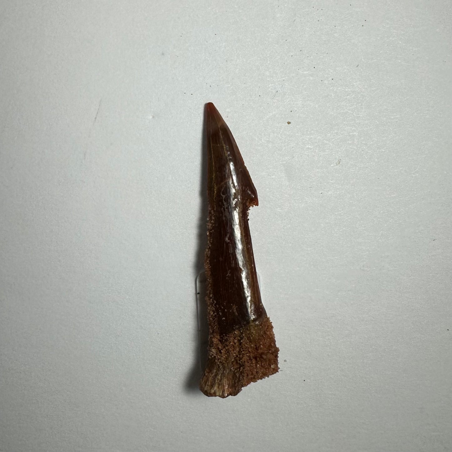 Onchopristis Blade (SM) from Morocco