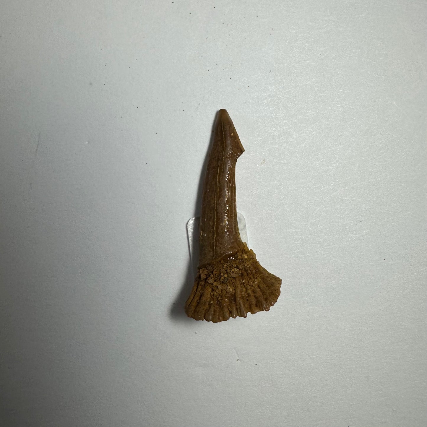 Onchopristis Blade (SM) from Morocco