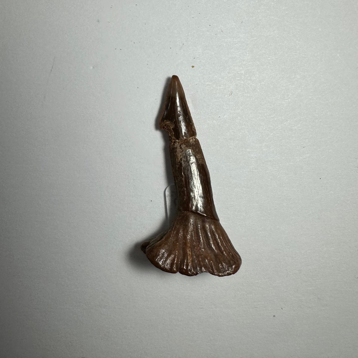 Onchopristis Blade (SM) from Morocco