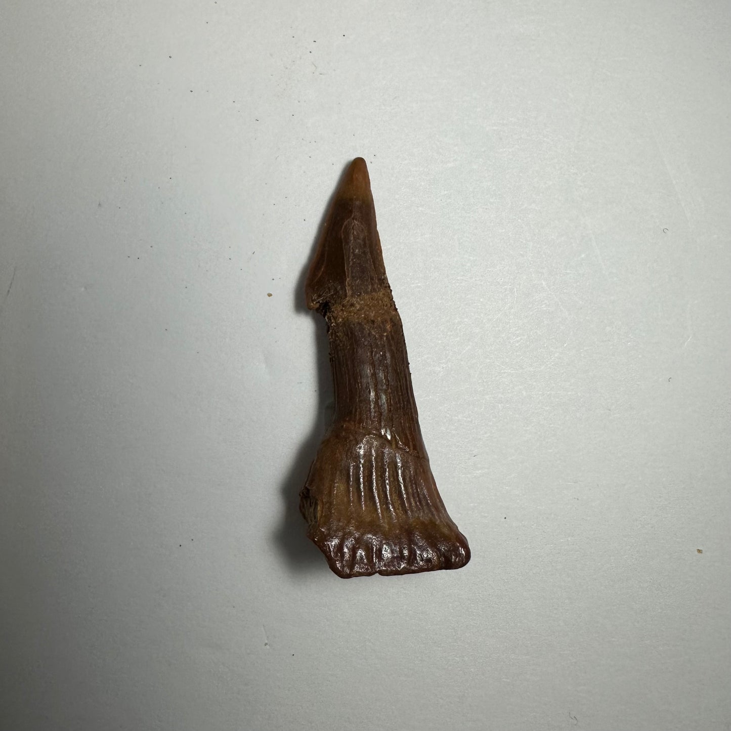 Onchopristis Blade (SM) from Morocco
