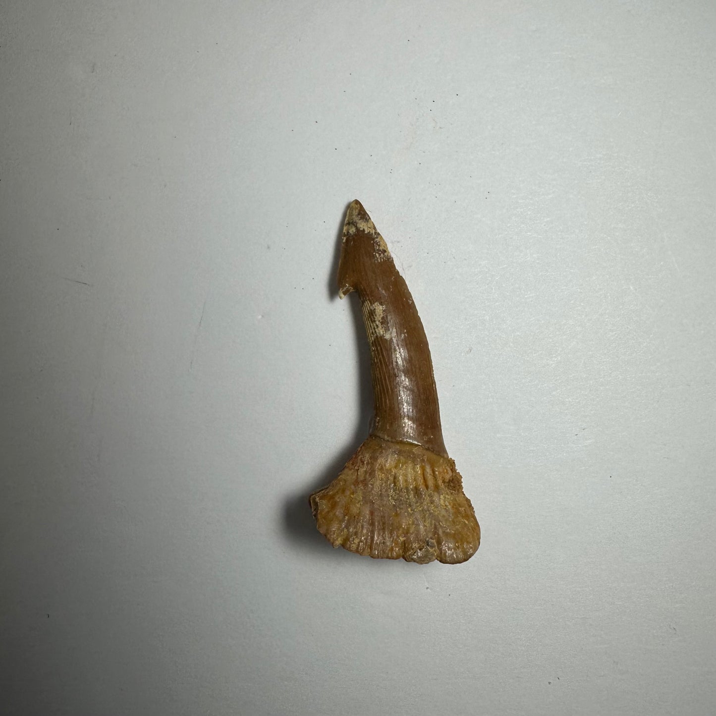 Onchopristis Blade (SM) from Morocco