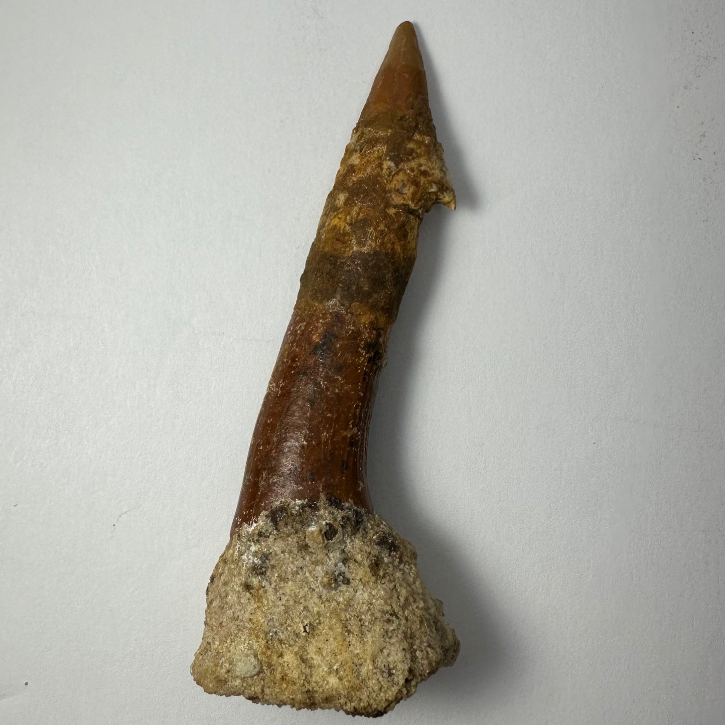 Onchopristis Blade (LG) from Morocco