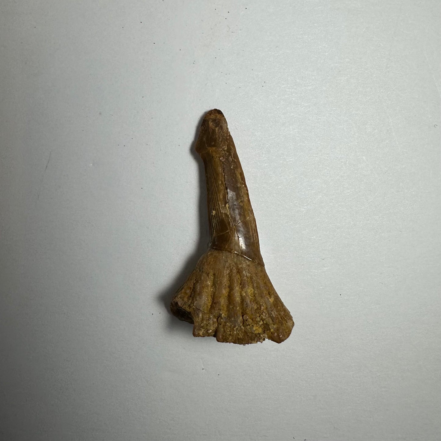Onchopristis Blade (SM) from Morocco
