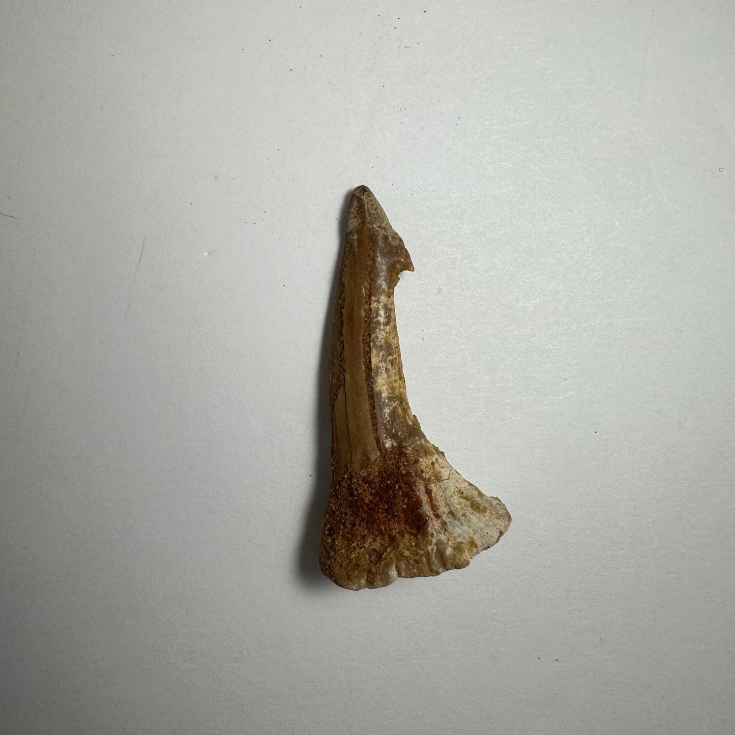 Onchopristis Blade (SM) from Morocco