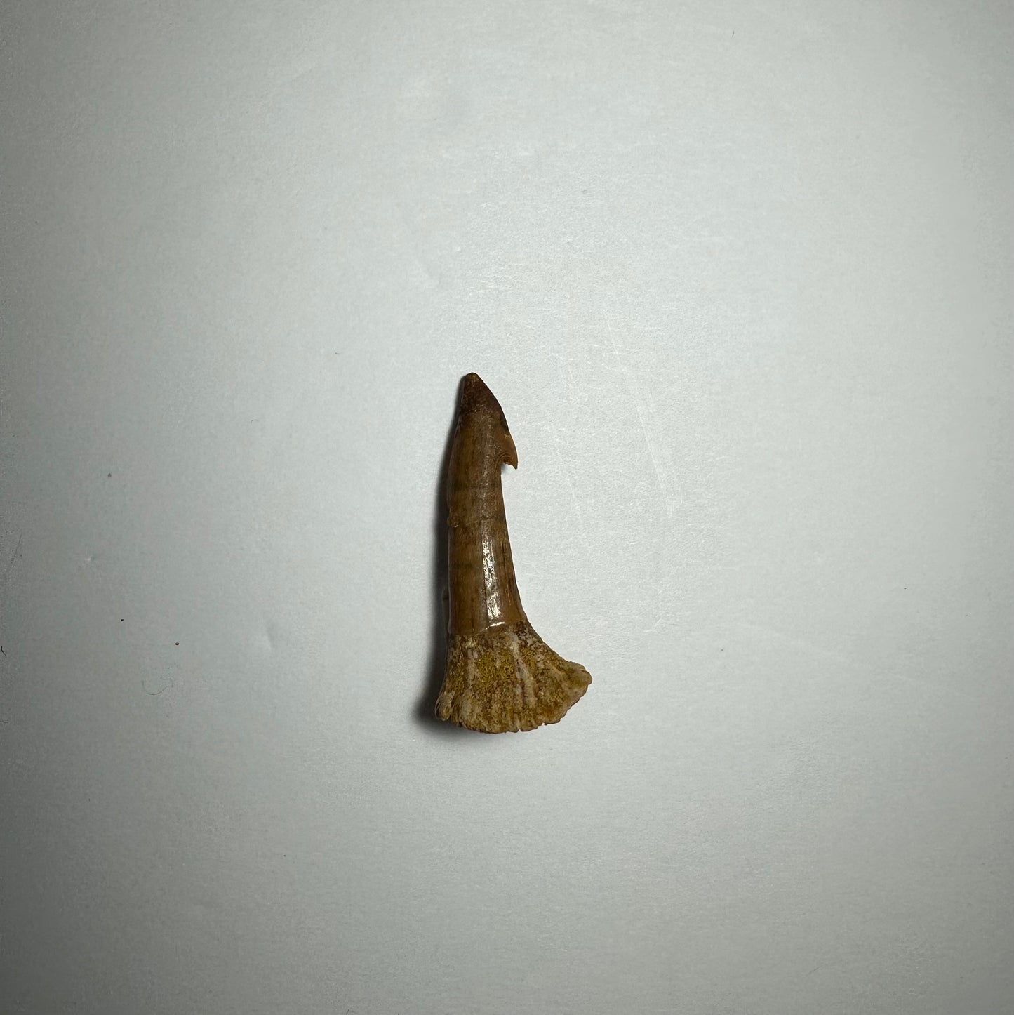 Onchopristis Blade (SM) from Morocco
