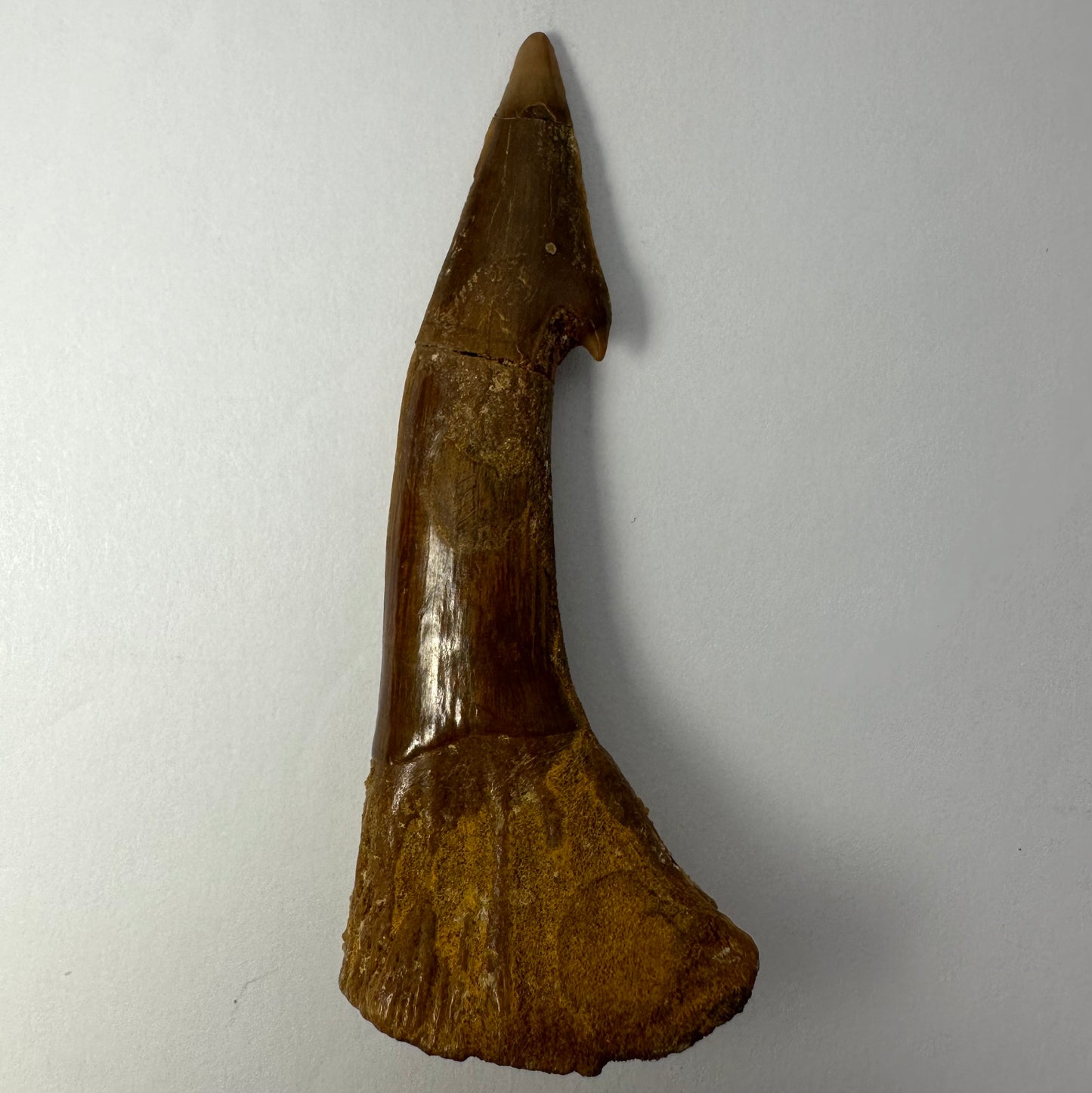 Onchopristis Blade (LG) from Morocco