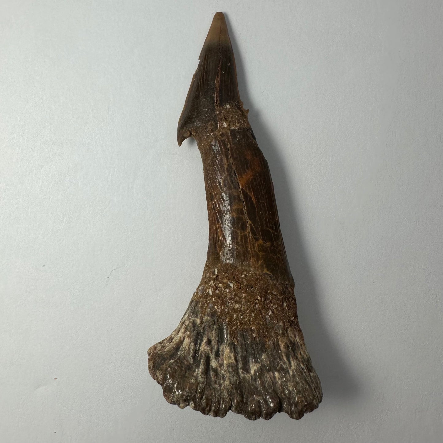 Onchopristis Blade (LG) from Morocco