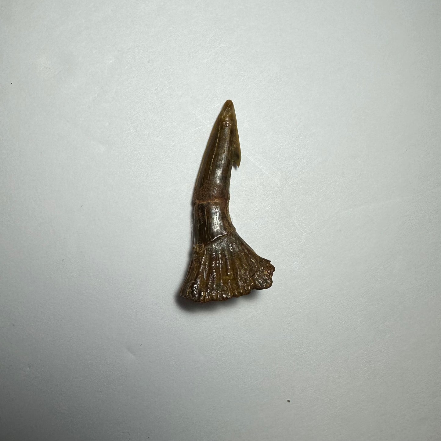 Onchopristis Blade (SM) from Morocco