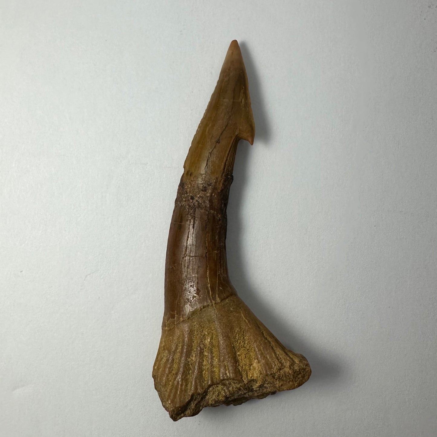 Onchopristis Blade (LG) from Morocco