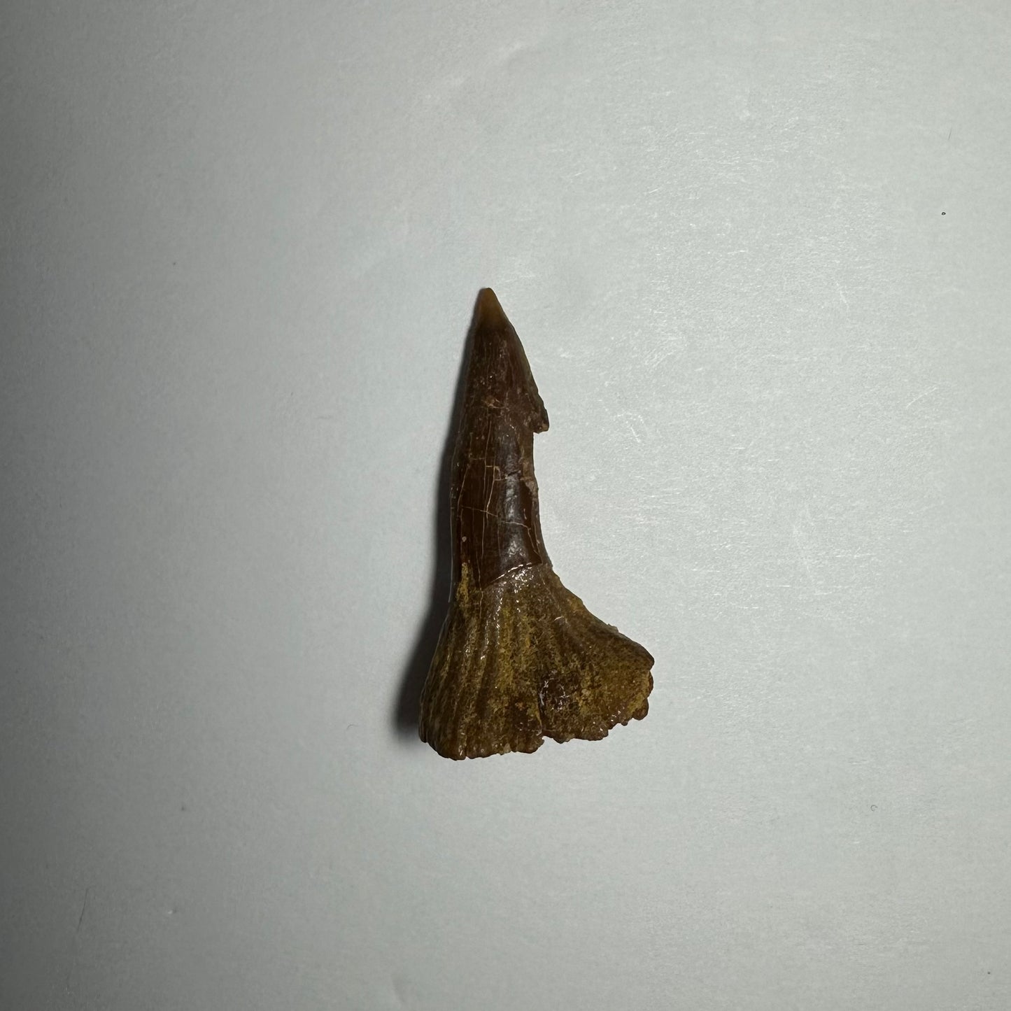 Onchopristis Blade (SM) from Morocco