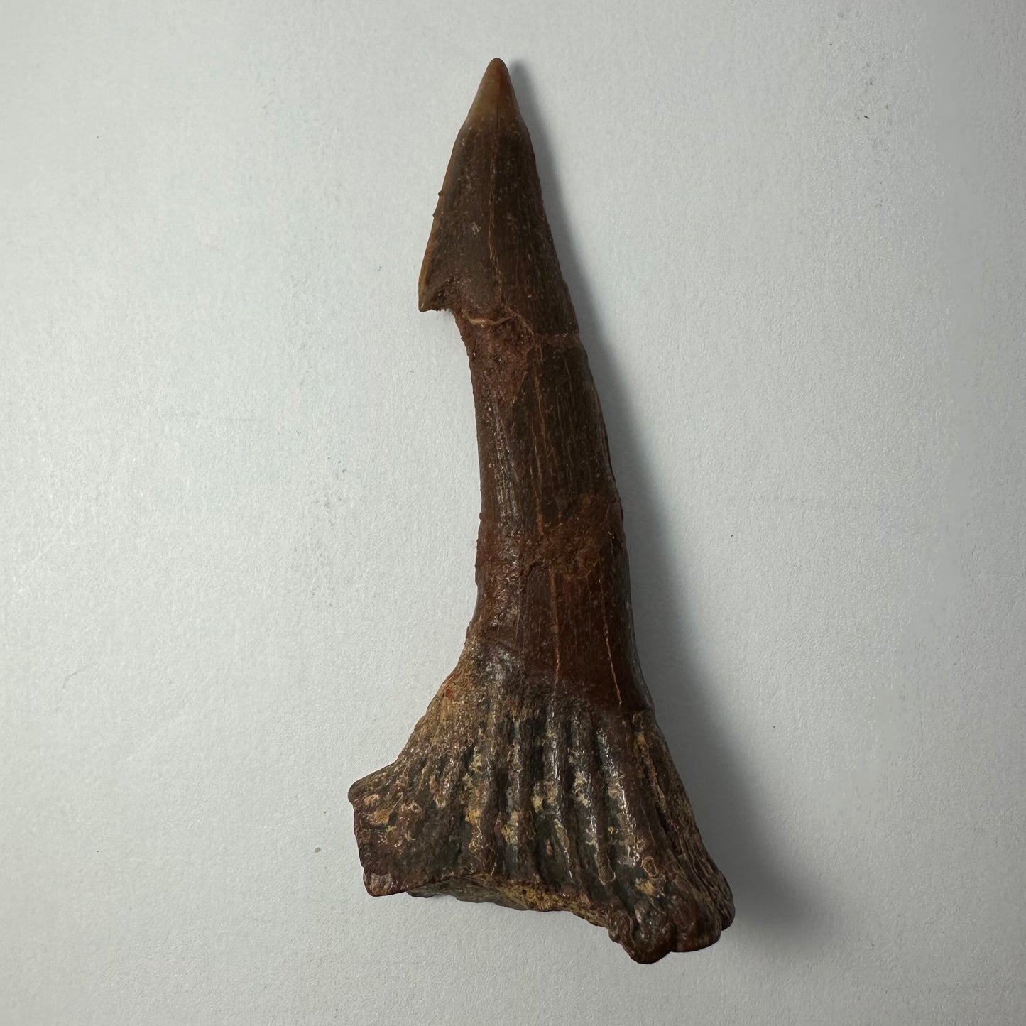 Onchopristis Blade (LG) from Morocco