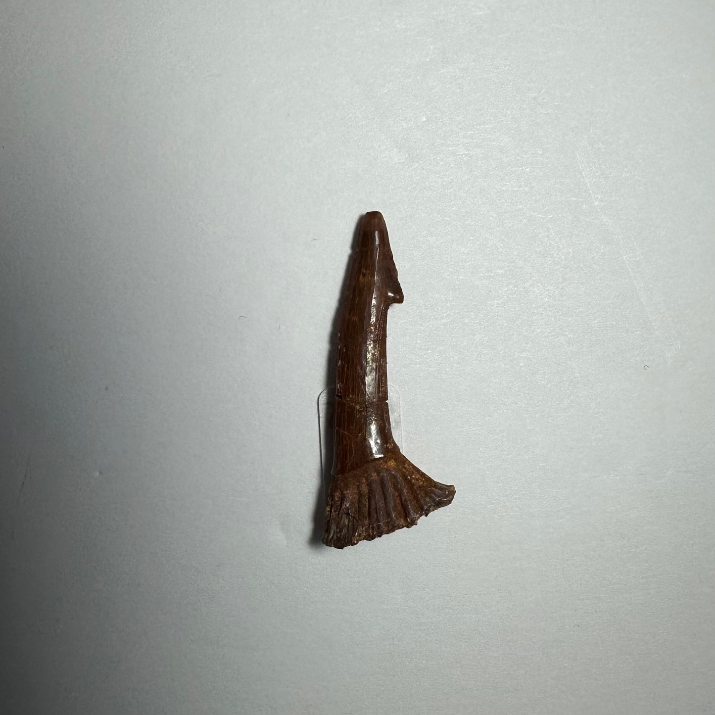 Onchopristis Blade (SM) from Morocco