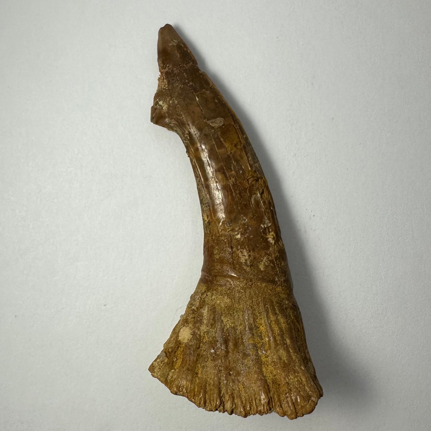 Onchopristis Blade (LG) from Morocco