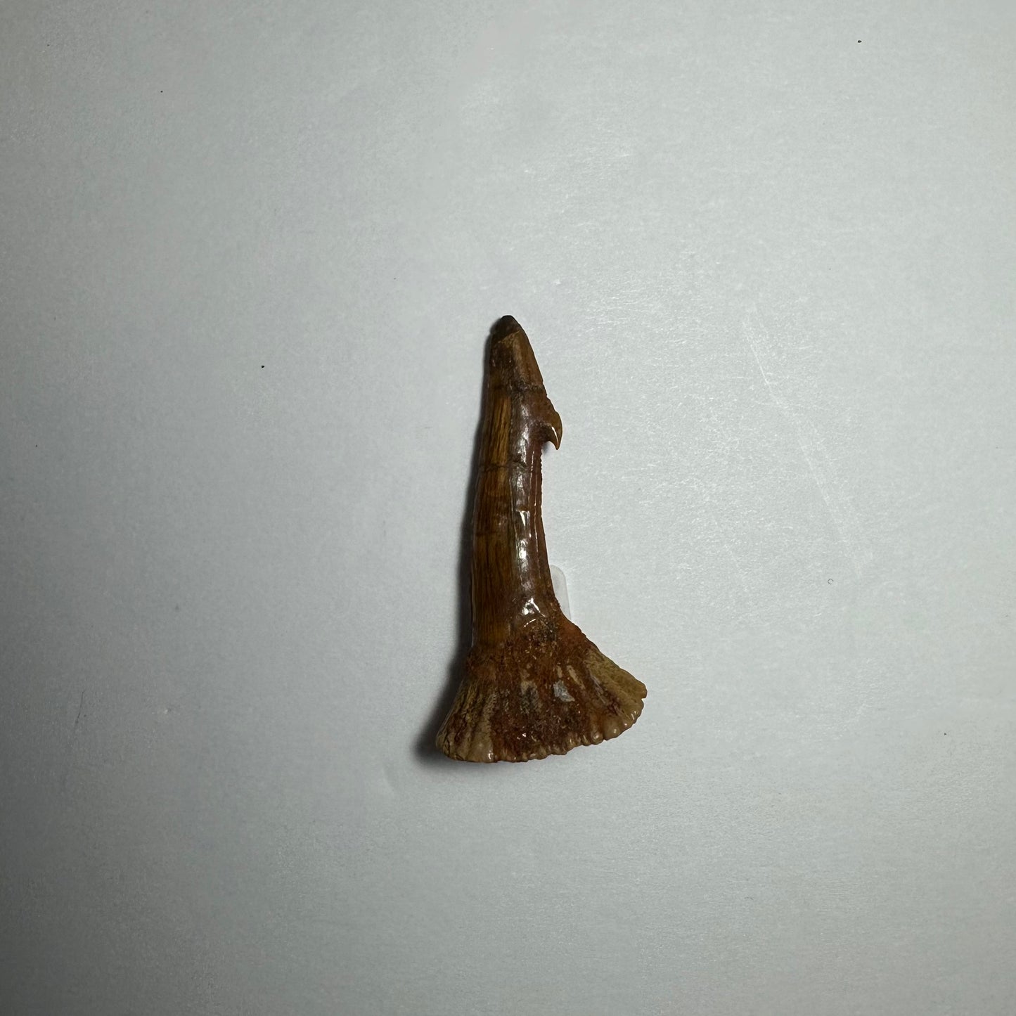 Onchopristis Blade (SM) from Morocco