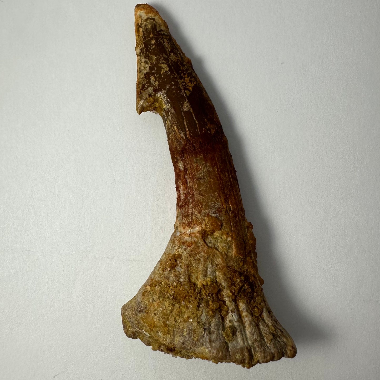 Onchopristis Blade (LG) from Morocco