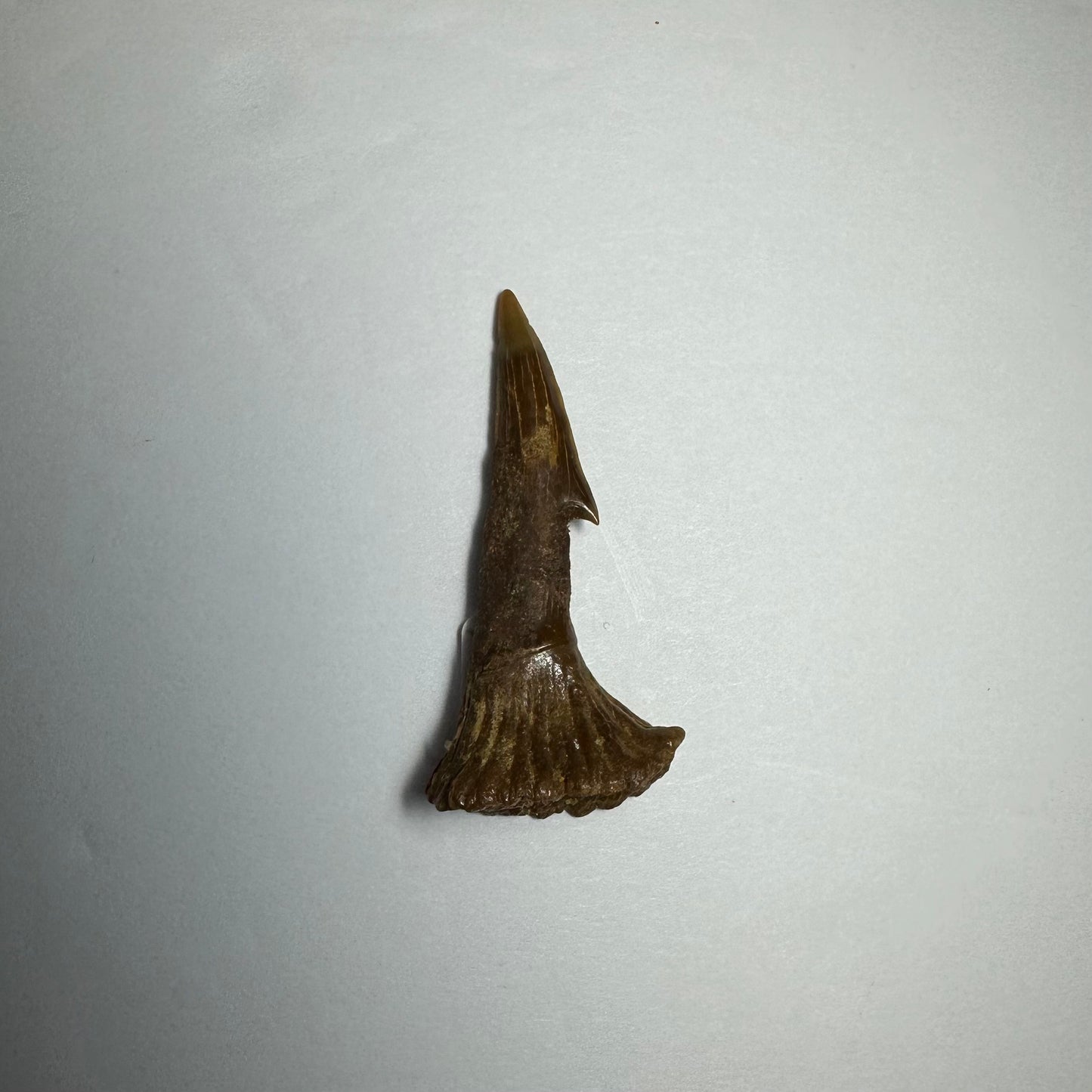 Onchopristis Blade (SM) from Morocco