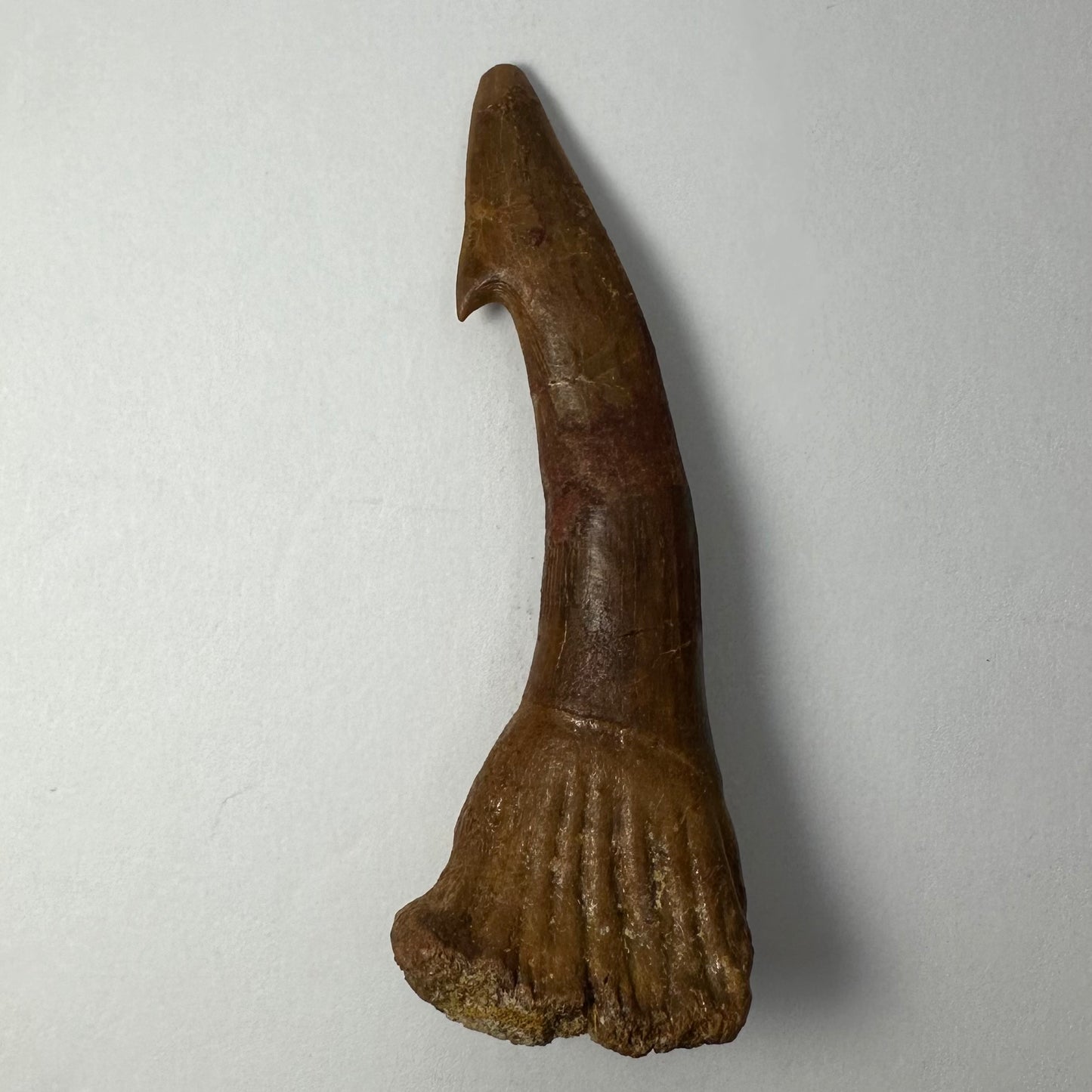 Onchopristis Blade (LG) from Morocco