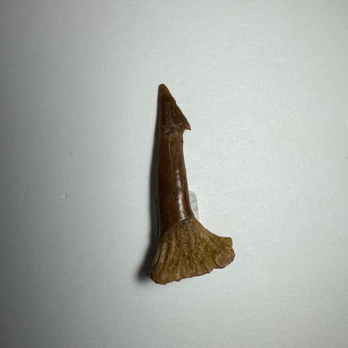 Onchopristis Blade (SM) from Morocco