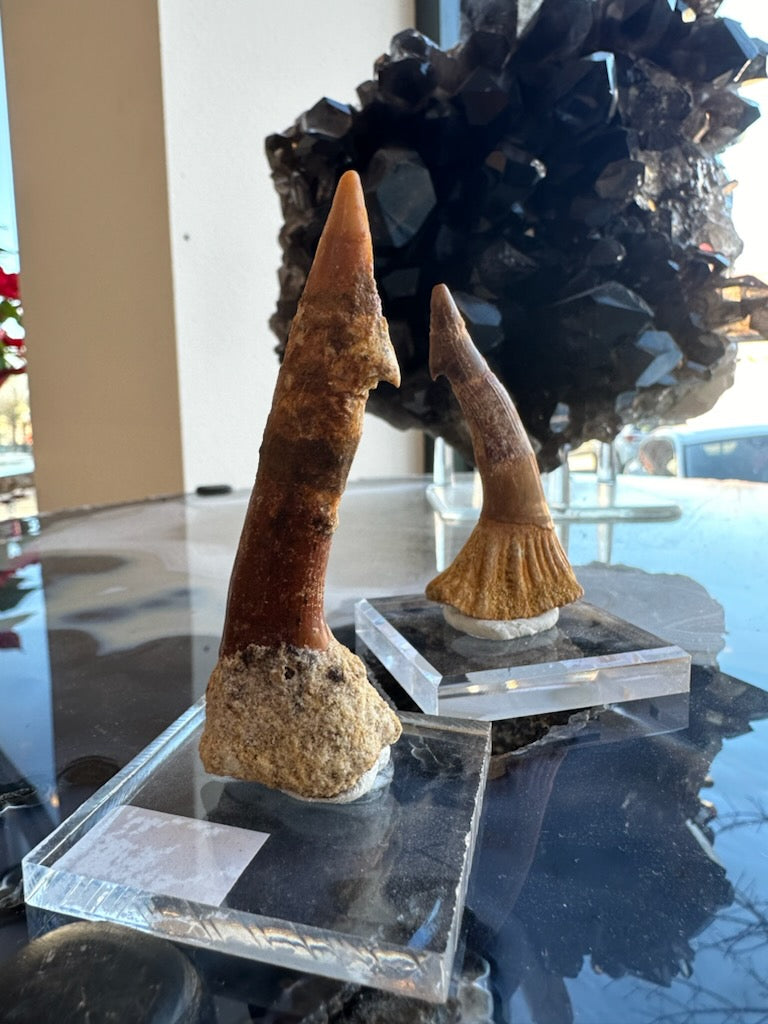 Onchopristis Blade (LG) from Morocco