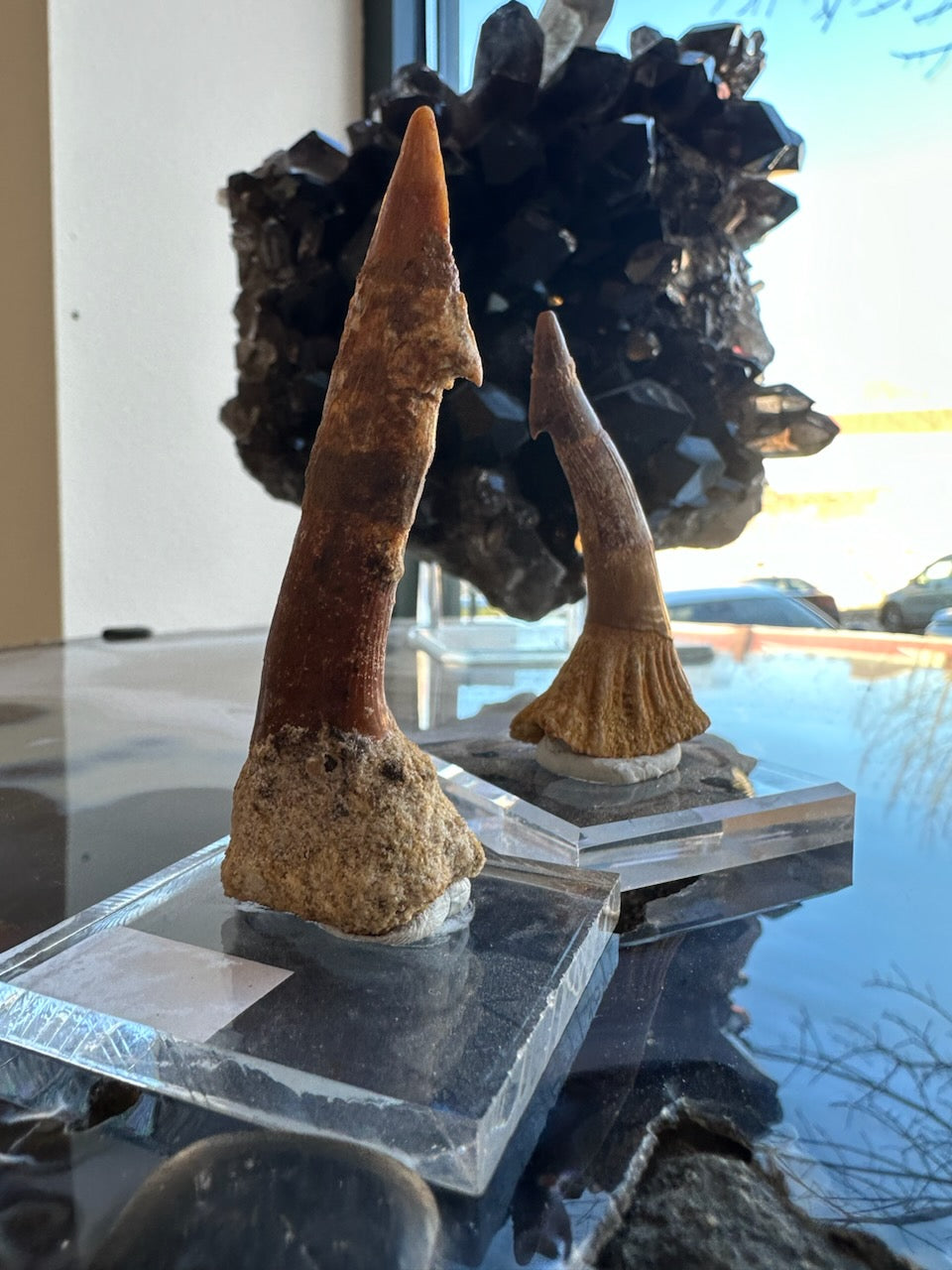 Onchopristis Blade (LG) from Morocco