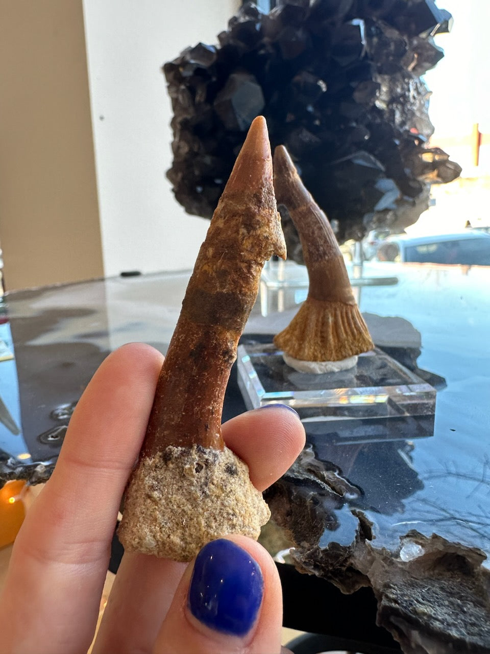 Onchopristis Blade (LG) from Morocco