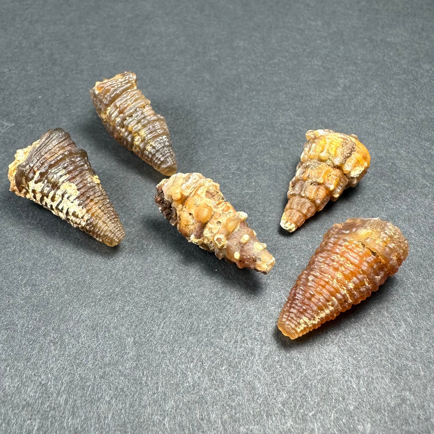 Thumbnail Specimens in Acrylic Box from Morocco