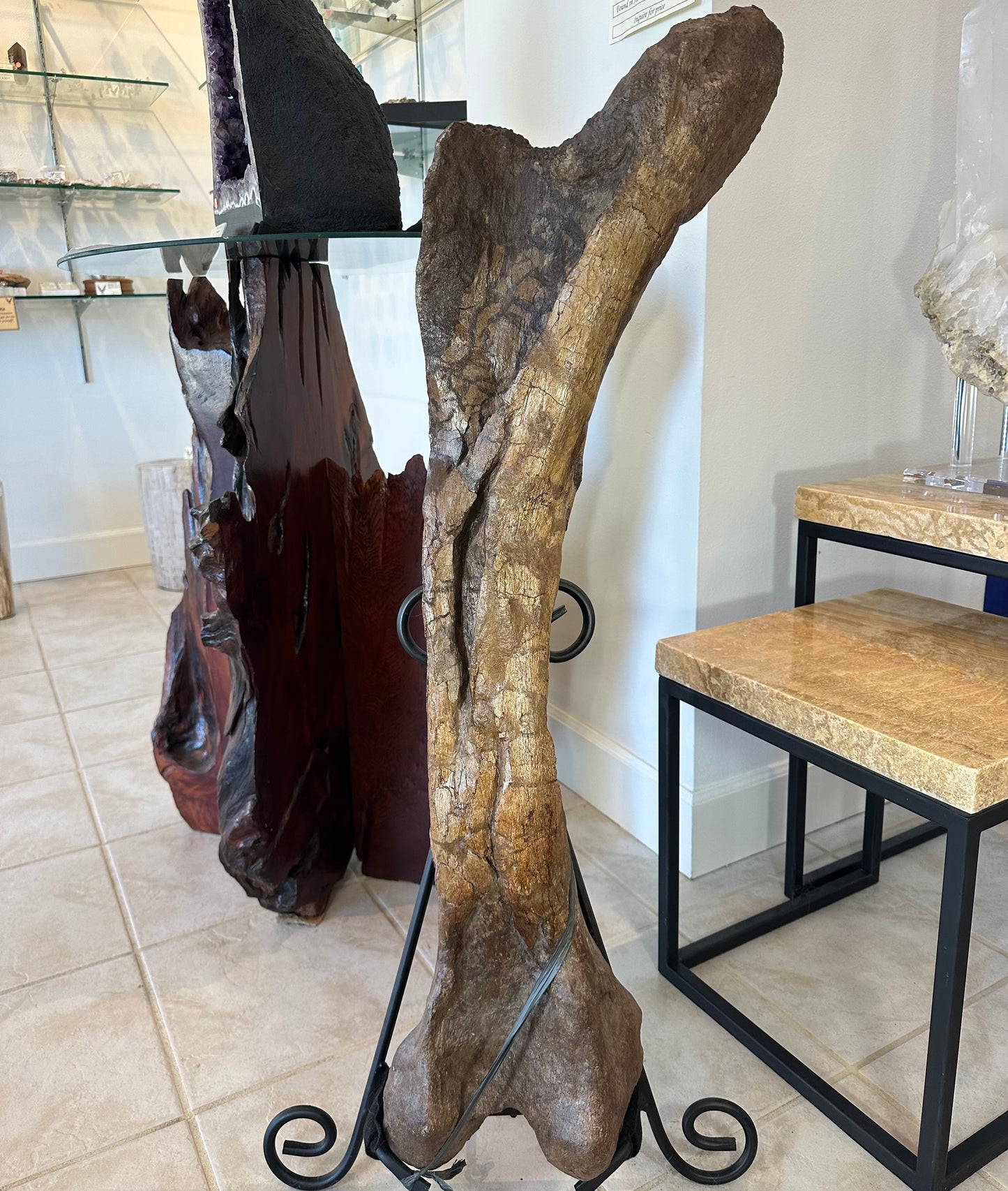 37" Hadrosaur Femur