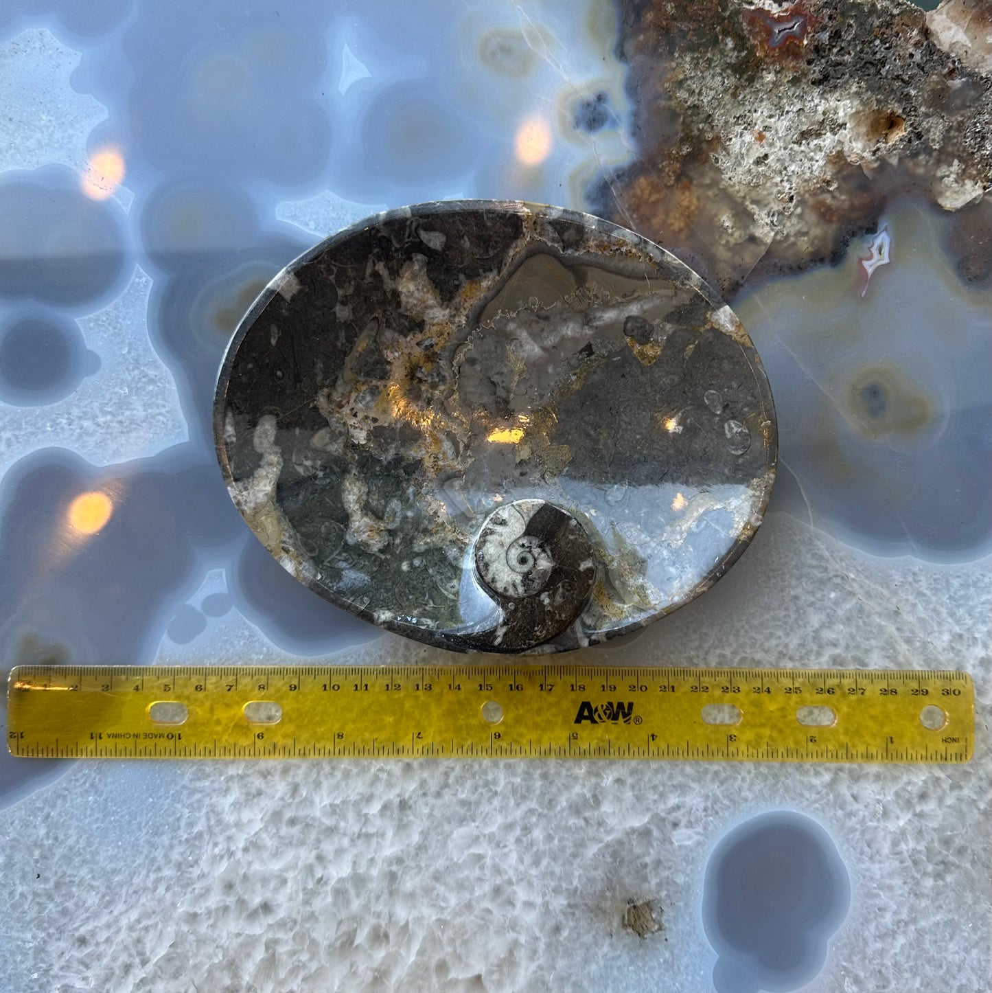 Ammonite & Orthoceras Fossils in Black Limestone Sculptured Plate from Morocco