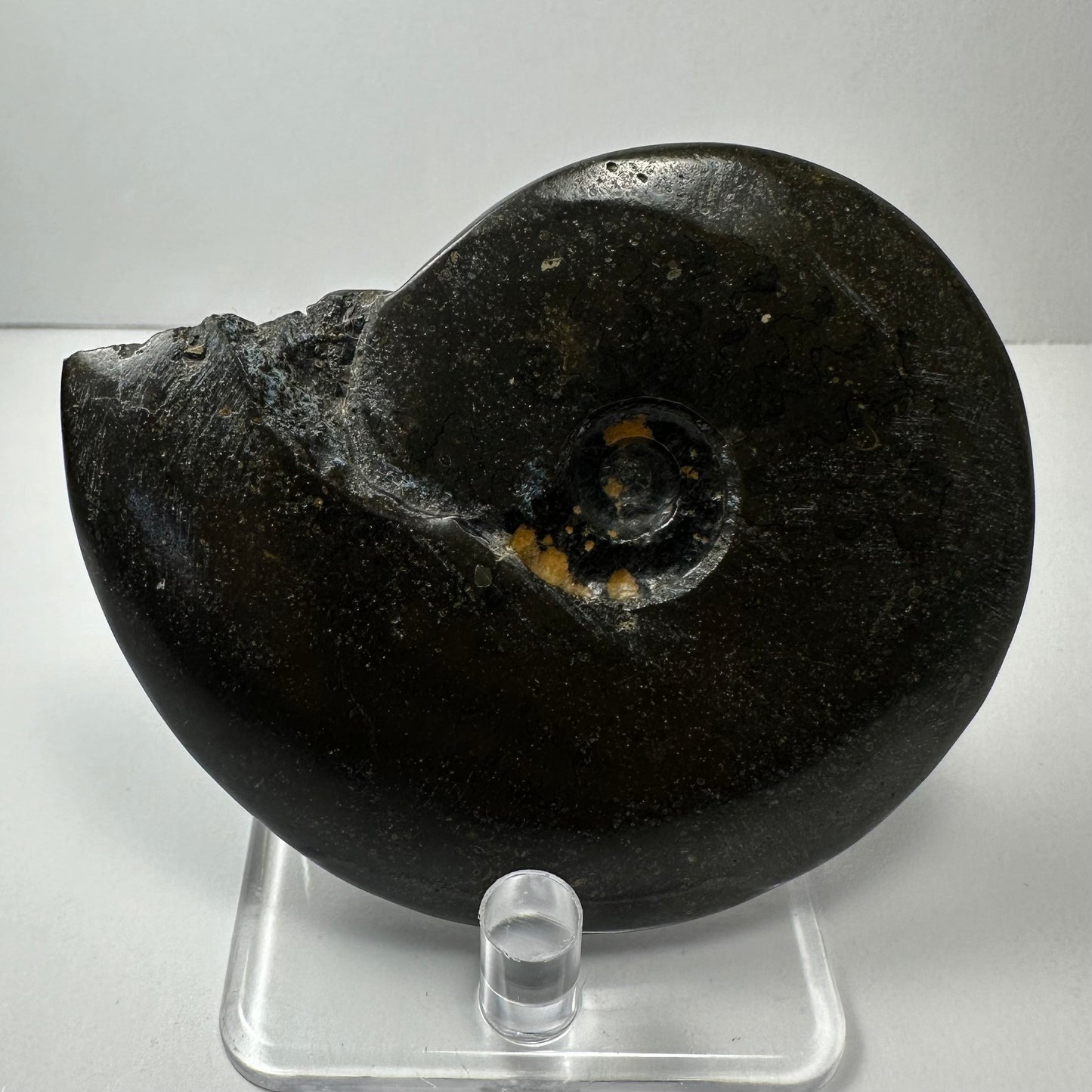 Ammonite Fossil from Morocco