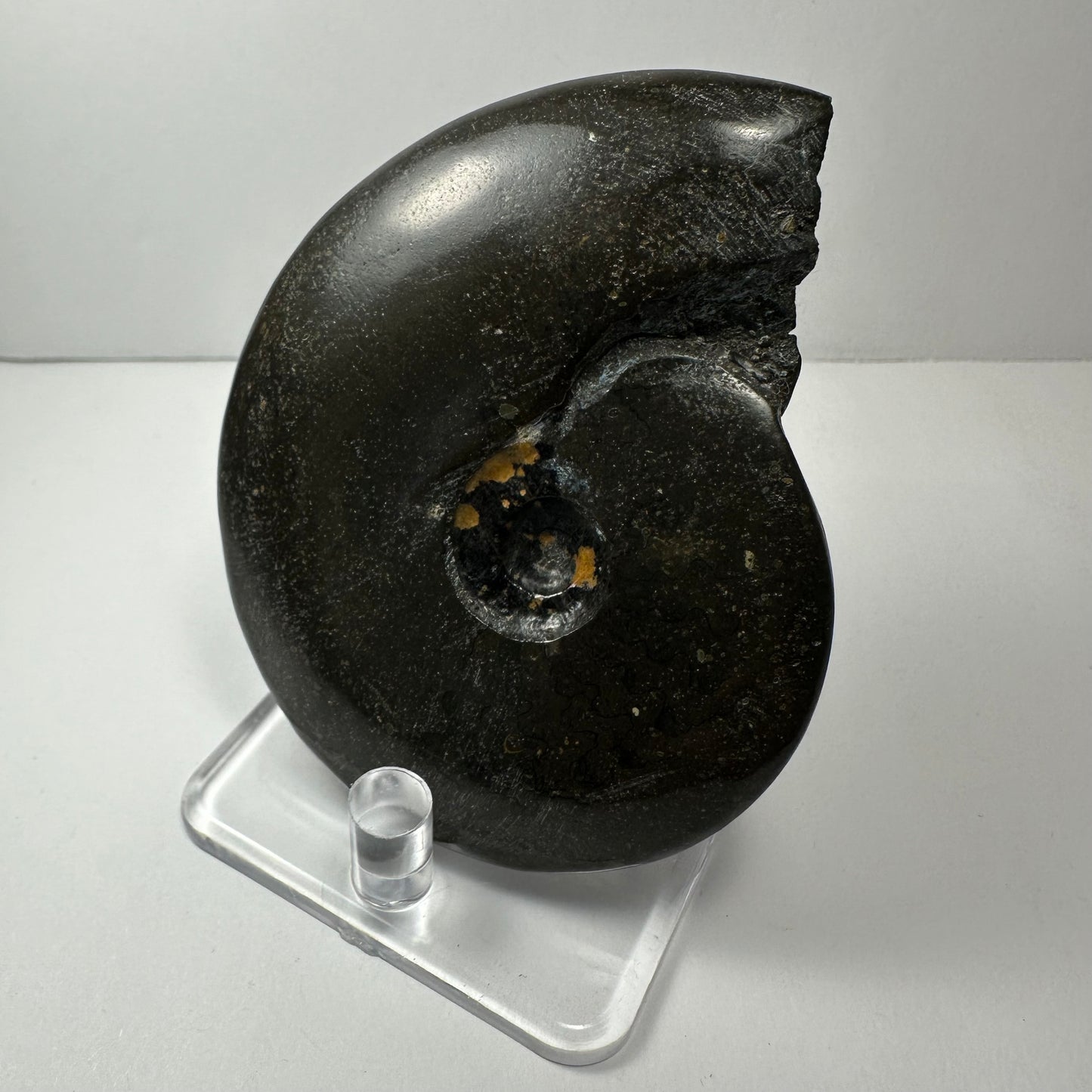 Ammonite Fossil from Morocco