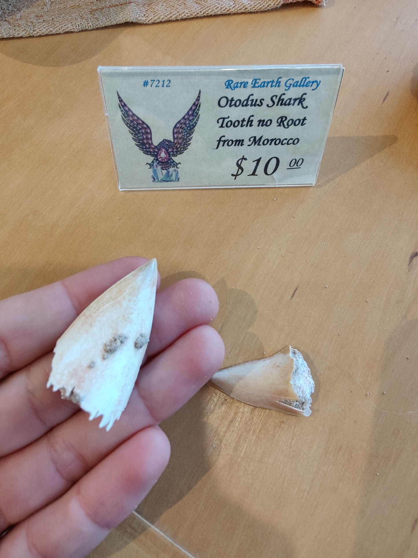 Otodus Shark Tooth No Root (MD)