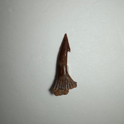 Onchopristis Blade (SM) from Morocco