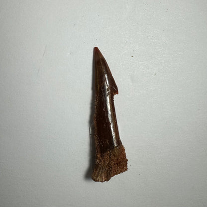 Onchopristis Blade (SM) from Morocco
