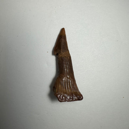 Onchopristis Blade (SM) from Morocco