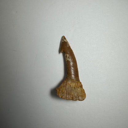 Onchopristis Blade (SM) from Morocco