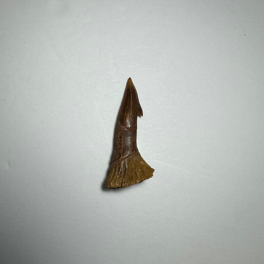 Onchopristis Blade (SM) from Morocco