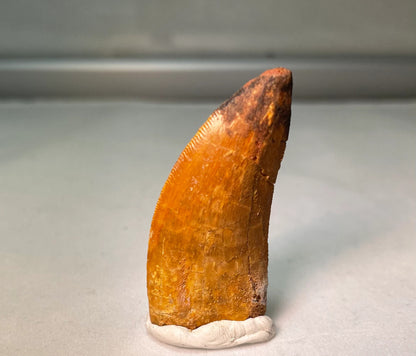 Carcharodontosaurus Tooth 1.5"