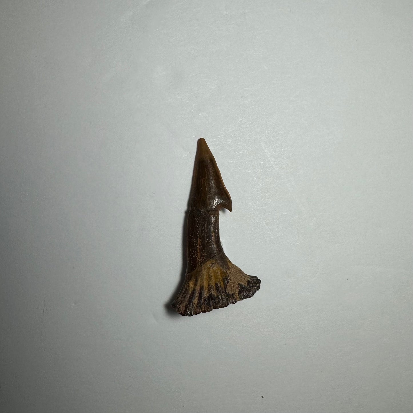 Onchopristis Blade (SM) from Morocco