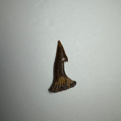 Onchopristis Blade (SM) from Morocco