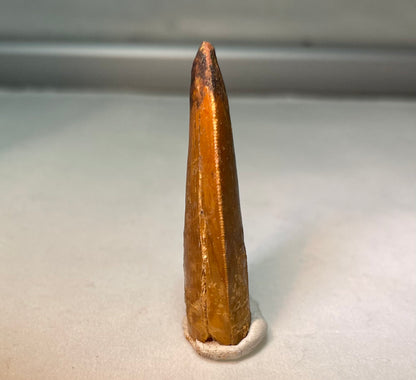 Carcharodontosaurus Tooth 1.5"