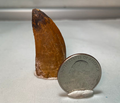 Carcharodontosaurus Tooth 1.5"
