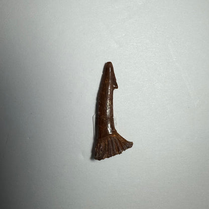 Onchopristis Blade (SM) from Morocco