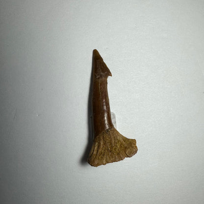 Onchopristis Blade (SM) from Morocco